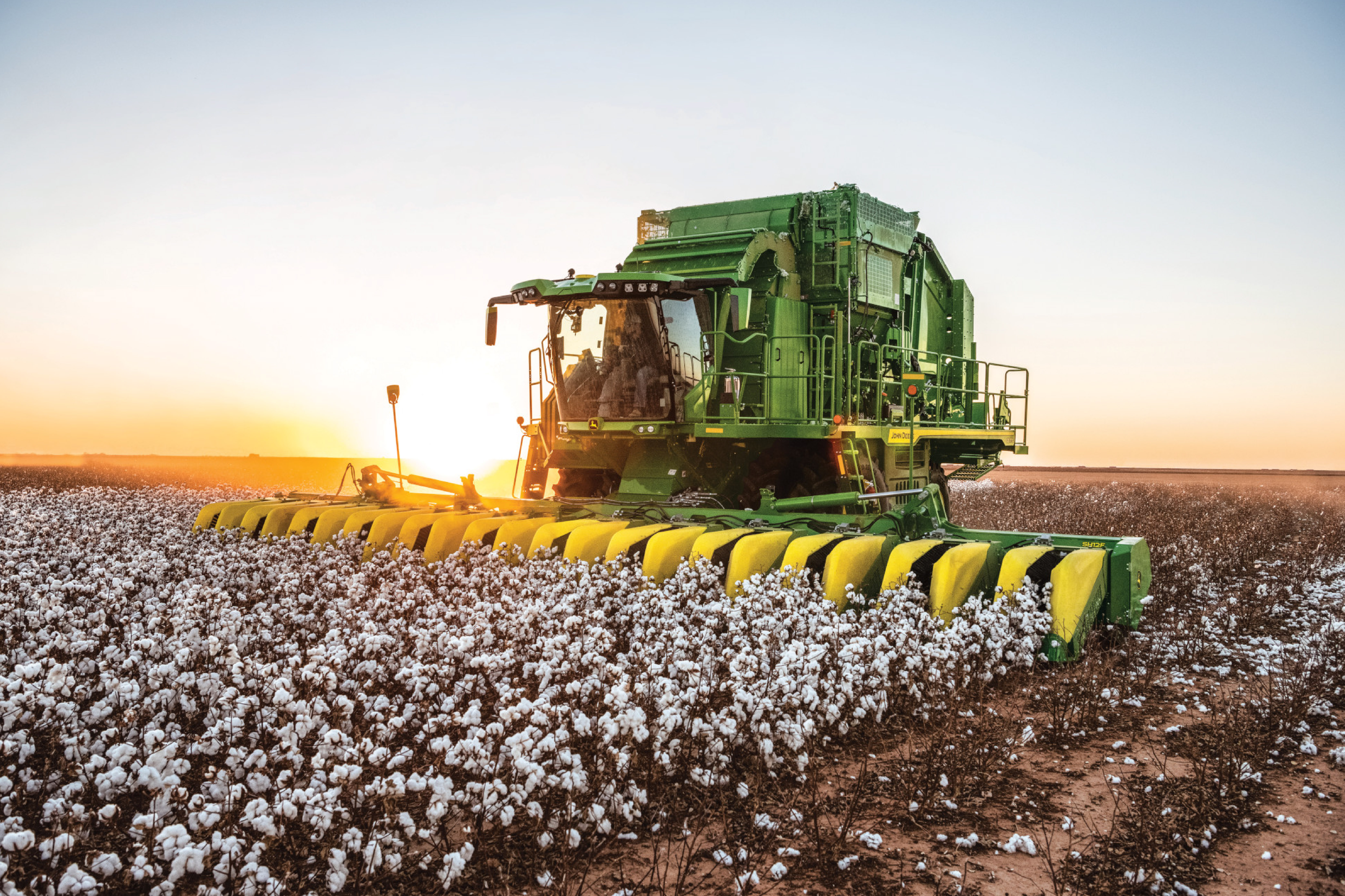 cotton stripper harvesting